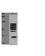 Anti-ARHGAP12 Antibody, Rabbit Polyclonal sinobiological 201871-T40