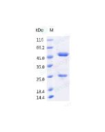 Anti-CD38 (Research Grade Daratumumab hexabody Biosimilar) sinobiological 68188-H001