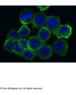 Recombinant Anti-CD204/MSR1 Antibody, Rabbit Monoclonal sinobiological 50129-R004