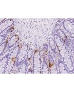 Anti-INSL5 Antibody, Rabbit Polyclonal sinobiological 205118-T08