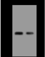 Anti-DNALI1 Antibody, Rabbit Polyclonal sinobiological 205924-T36