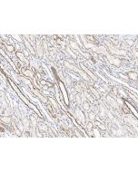 Anti-CH25H Antibody, Rabbit Polyclonal sinobiological 102919-T08