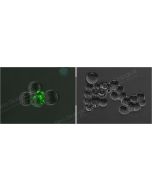 SARS-CoV-2 (2019-nCoV) Spike S1 Antibody, Rabbit MAb sinobiological 40150-R007