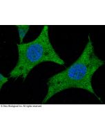 Recombinant Anti-AARSD1 Antibody, Rabbit Monoclonal sinobiological 14280-R012