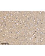 Anti-Contactin-1 Antibody, Rabbit Polyclonal sinobiological 10383-T60