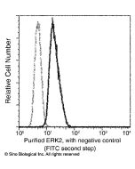 Recombinant Anti-ERK2 Antibody, Rabbit Monoclonal sinobiological 10030-R007
