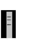 Anti-DIMT1L Antibody, Rabbit Polyclonal sinobiological 203050-T44