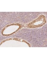 Anti-GPR180 Antibody, Rabbit Polyclonal sinobiological 203025-T08