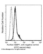 Anti-4EBP1 Antibody, Mouse Monoclonal sinobiological 10022-MM04
