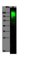 Recombinant Anti-VE-Cadherin Antibody, Rabbit Monoclonal sinobiological 50192-R311