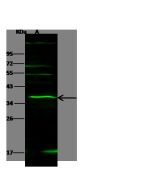 Anti-IL-27 Antibody, Rabbit Polyclonal sinobiological 10076-T48
