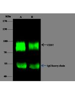 Anti-CD97 Antibody, Rabbit Polyclonal sinobiological 11280-RP02