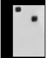 MERS-CoV Spike S2 Antibody, Mouse MAb sinobiological 40069-MM12
