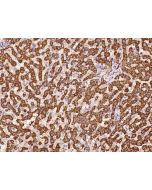 Anti-EBPL Antibody, Rabbit Polyclonal sinobiological 206812-T08