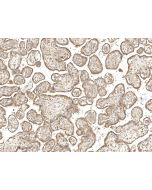 Anti-FIBIN Antibody, Rabbit Polyclonal sinobiological 202347-T08