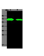 AcmNPV Envelope glycoprotein gp64 / AcmNPV-gp64 Antibody, Rabbit PAb, Antigen Affinity Purified sinobiological 40496-T62