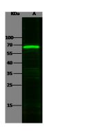Anti-CD5 Antibody, Rabbit Polyclonal sinobiological 11027-RP01