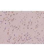 Anti-MGAT4A Antibody, Rabbit Polyclonal sinobiological 202067-T08