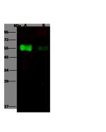 Influenza A H6N2 (A/chicken/Guangdong/C273/2011) Hemagglutinin / HA1 Antibody, Rabbit PAb, Antigen Affinity Purified sinobiological 40398-T62