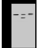 Anti-FARSA Antibody, Rabbit Polyclonal sinobiological 203088-T46