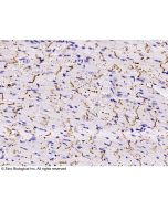 Anti-Connexin 43/GJA1 Antibody, Rabbit Polyclonal sinobiological 100246-T40