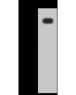 Anti-CD19 Antibody, Rabbit Polyclonal sinobiological 11880-T56