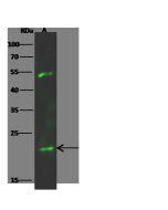 Anti-KRAS Antibody, Rabbit Polyclonal sinobiological 101667-T32