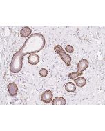Anti-FAM124A Antibody, Rabbit Polyclonal sinobiological 205275-T08
