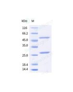 Anti-CD20 (Research Grade Ocrelizumab Biosimilar) sinobiological 68055-H004