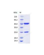Anti-APRIL (Research Grade Clone BION-1301) sinobiological 68207-H001