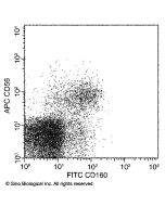 Anti-CD160 Antibody (FITC), Mouse Monoclonal sinobiological 12191-MM09-F