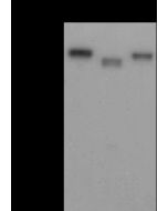 Influenza A H1N1 Hemagglutinin / HA Antibody, Mouse MAb sinobiological 11684-MM03
