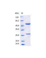 Anti-CSF1R (Research Grade Emactuzumab Biosimilar) sinobiological 68066-H001