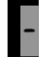 Anti-COQ9 Antibody, Rabbit Polyclonal sinobiological 102948-T42