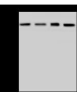 Anti-HSP70 Antibody, Mouse Monoclonal sinobiological 11660-MM14