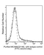 Recombinant Anti-CD146/MCAM Antibody, Rabbit Monoclonal sinobiological 50794-R241
