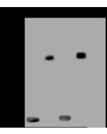 Anti-HA tag Antibody, Rabbit Polyclonal sinobiological 100028-T38