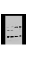 Anti-HP1 Gamma/CBX3 Antibody, Rabbit Polyclonal sinobiological 100766-T34