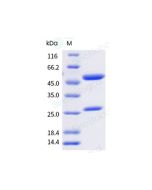Anti-FcRn (Research Grade Rozanolixizumab Biosimilar) sinobiological 68134-H001