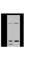 Anti-ARF1 Antibody, Rabbit Polyclonal sinobiological 106986-T32