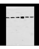Anti-HSP60 Antibody, Rabbit Polyclonal sinobiological 50596-T60