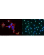 Anti-Cyclin E Antibody, Mouse Monoclonal sinobiological 10902-MM03