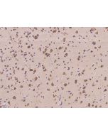 Anti-GPRASP1 Antibody, Rabbit Polyclonal sinobiological 205358-T10
