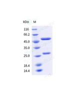 Anti-CEACAM5 (Research Grade Tusamitamab Biosimilar) sinobiological 68277-H001