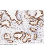 Anti-ENTPD5 Antibody, Mouse Monoclonal sinobiological 11184-MM19