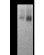 Anti-CD13 Antibody, Rabbit Polyclonal sinobiological 10051-T60