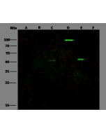 Ebola virus EBOV (subtype Zaire, strain H.sapiens-wt / GIN / 2014 / Kissidougou-C15) Matrix protein VP40 Antibody, Rabbit PAb, Antigen Affinity Purified sinobiological 40446-T62