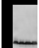 Anti-ARF3 Antibody, Rabbit Polyclonal sinobiological 14967-T54