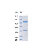 Anti-CD28 (Research Grade Theralizumab (TGN1412) Biosimilar) sinobiological 68271-H001A
