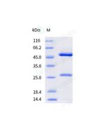 Anti-ERBB3 (Research Grade Seribantumab Biosimilar) sinobiological 68290-H001A